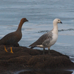 Upland Goose